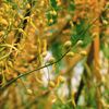 Camelina