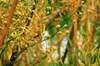 Camelina