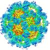 Mouse Norovirus (MNV)