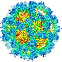 Mouse Norovirus (MNV)