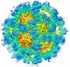 Mouse Norovirus (MNV)