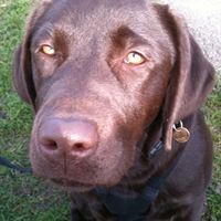 Charlie Brown trying not to look guilty