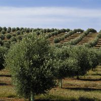 Olivenolie for hjertets skyld