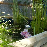 RAIN GARDEN KITS