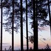 Treehotel