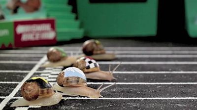 Paf Snail Race 2