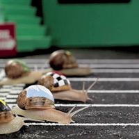 Paf Snail Race 2
