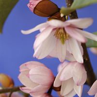 Fairy Magnolia Blush