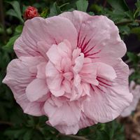 Hibiscus Pink Chiffon