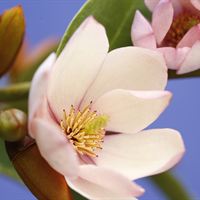 Fairy Magnolia Blush bud and flower