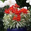 Alstroemeria Rock n Roll®