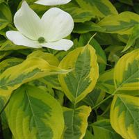 Cornus Celestrial Shadow