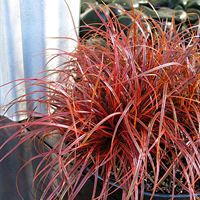 Unicinia 'Everflame'