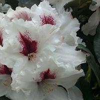 Rhododendron Hachmann's Picobello