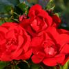 Rose Moment in Time