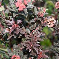 Physocarpus Little Devil