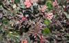 Physocarpus Little Devil