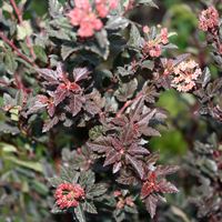 Physocarpus Little Devil
