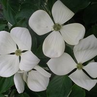 Cornus Venus