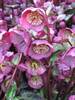 Helleborus Penny's Pink 