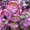 Helleborus Penny's Pink 