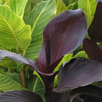 Tropicanna Black 