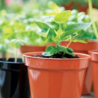 Stewart Flower Pot