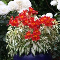 Alstroemeria Rock & Roll® Plant