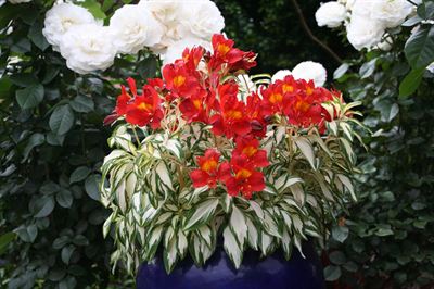 Alstroemeria Rock & Roll® Plant