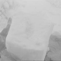 Reindeer urine as seen in normal light. Copyright: Glen Jeffery, UCL