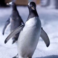 Nyinflyttad pingvin på Polar Land