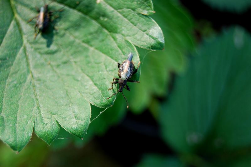 Vine weevil control in soft fruit crops