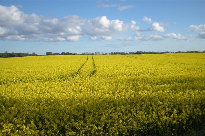 Blommande rapsflt med traktorspr bl himmel med lite moln