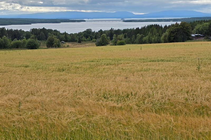 Ekologiskt korn Birka s Jmtland