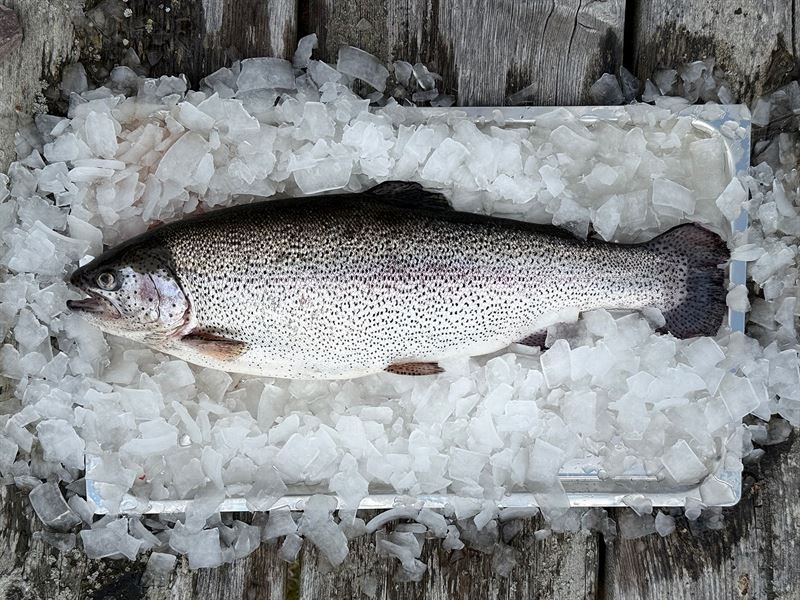 Svenskodlad regnbgslax uppfdd p framtidens foder med insekter mykoprotein och musslor Swedish rainbow trout fed with future feed based on insects mycoprotein and mussels