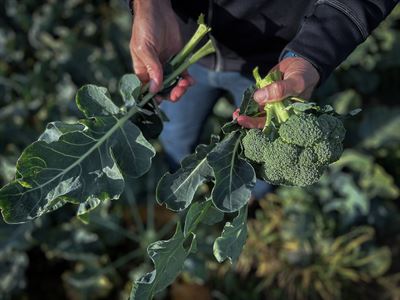 Halva broccoliplantan består av blad // The broccoli plant is made up of 50% leaves