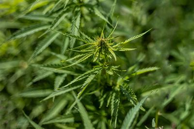 Hampa som gröda / The Hemp Plant