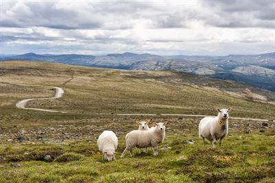 Sheep in Norway