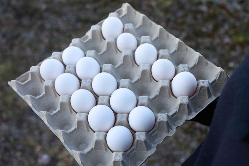 Framtidens gg  frn hns som tit ett sojafritt foder med svenskt svampprotein odlat p livsmedelsrester Ett konkret exempel p hur cirkulra och resurseffektiva foderingredienser kan minska resursslseri minska importberoendet och bidra till ett mer hllbart livsmedelssystem