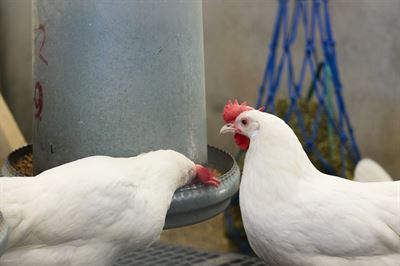 Laying hens at the Swedish Livestock Research Center (SLU Lövsta)