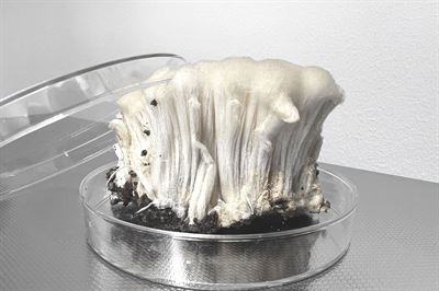 Mycoprotein produced from side streams 