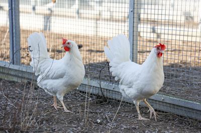 Laying hens at the Swedish Livestock Research Center (SLU Lövsta)