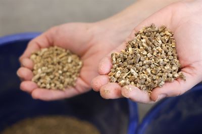 Future Feed for laying hens