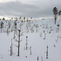 Betesskador från älg