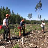 Arbetsledaren Jonas Morsing kontrollmäter och ger instruktioner till Albin Morsing och Adam Nordberg
