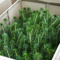 Plantor för plantering
