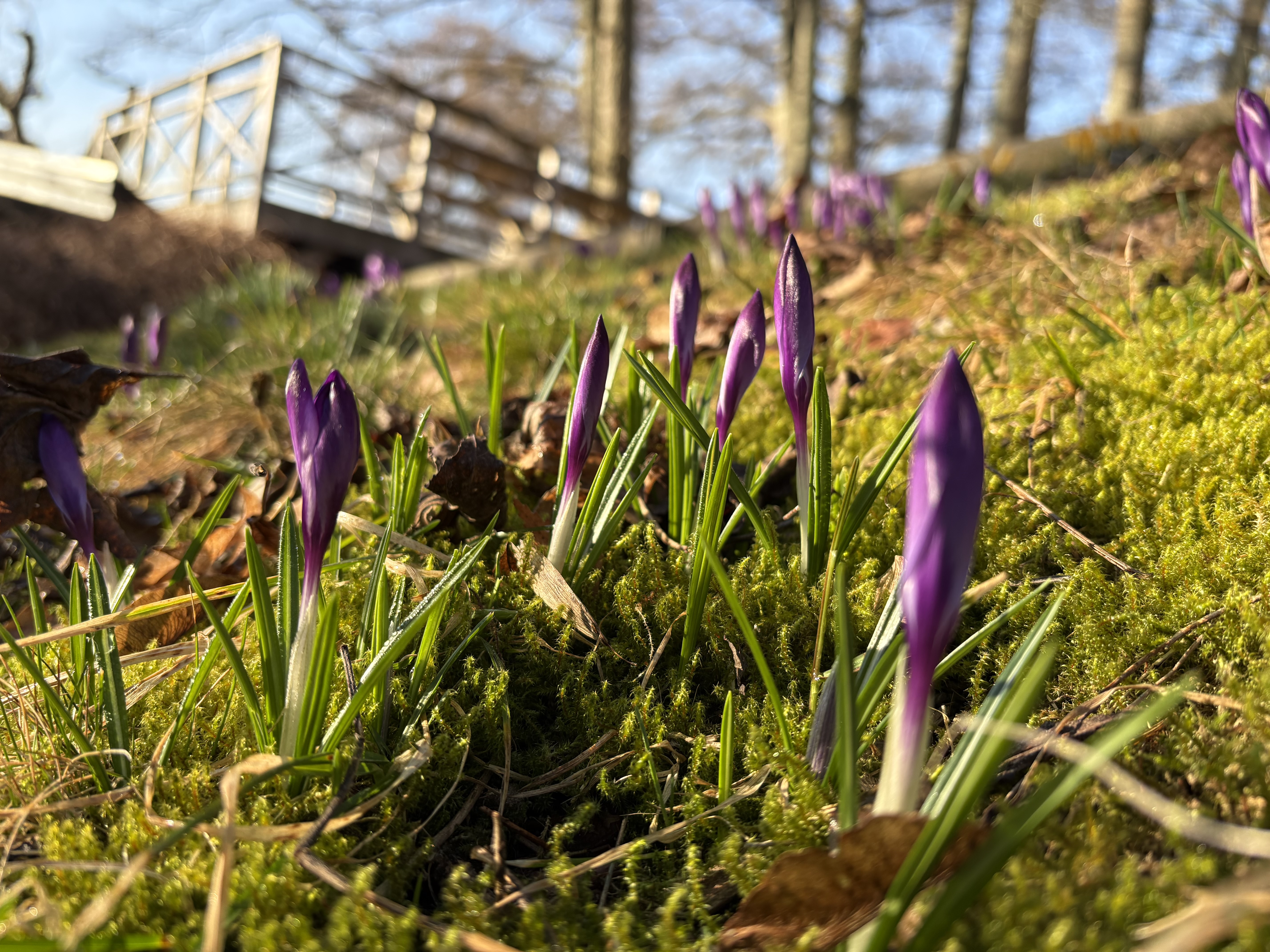 Vårtecken i Mörrum