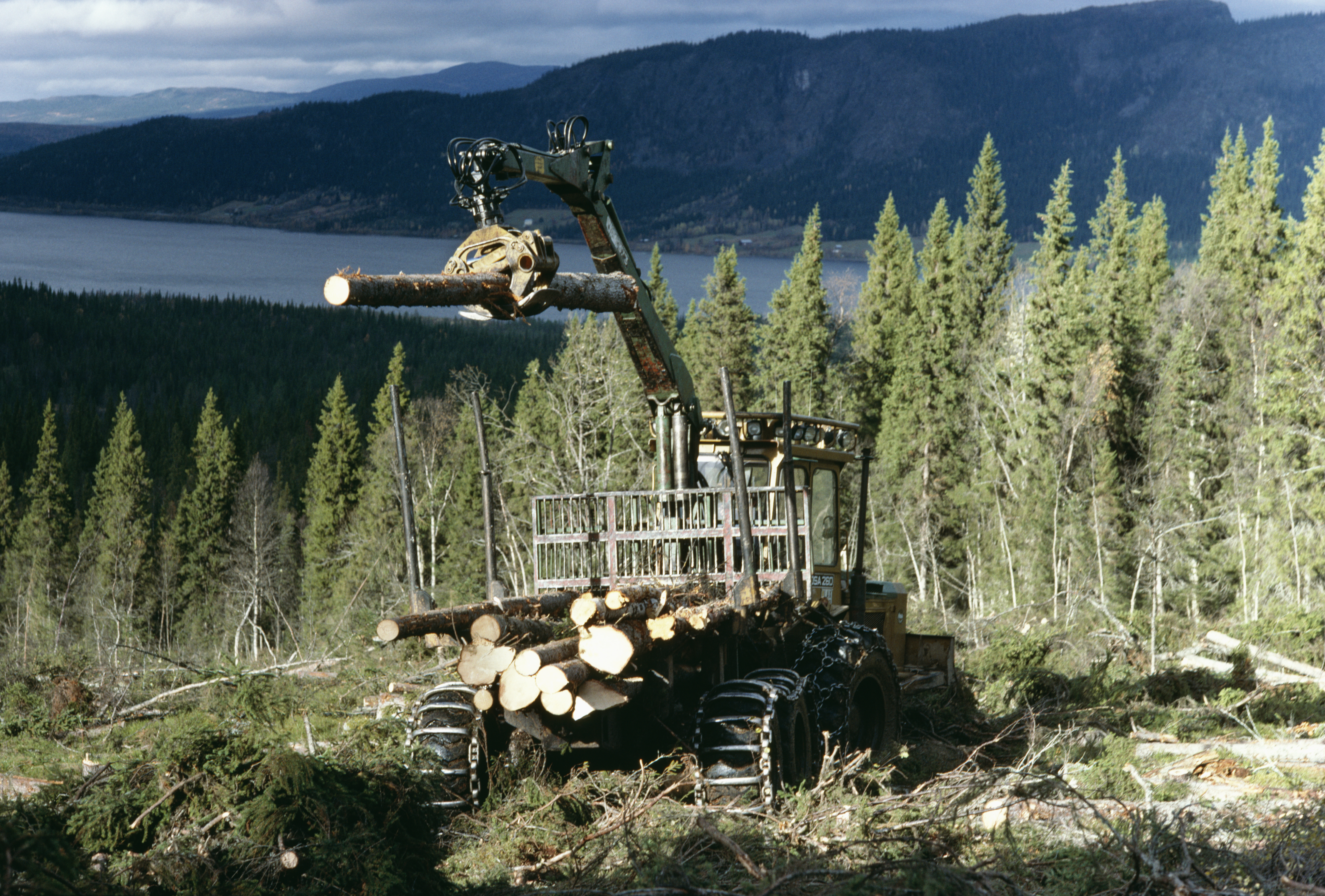 skog