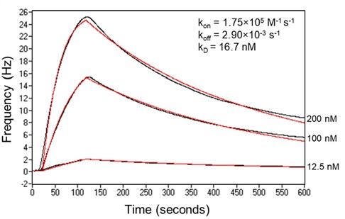 Performed using an Attana Cell 200 Biosensor Expressed hACE2 at 50mgml Expres2ion Biotechnologies was immobilized on an Attana LNB carboxyl chip The binding of S1 proteins to the chip was measured in a 2fold serial dilution series 200 nM to 625 nM in PBS pH 74 Realtime binding black curves was fitted in a 11 simple binding model red curves 