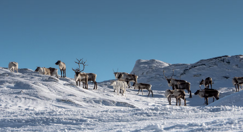 A group of animals on a snowy hill
AI-generated content may be incorrect.